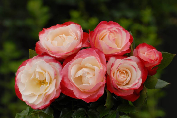 Rožė (T) (Lot Rosa (T)) C5/P23 STIEBAS 50 CM | ROŽĖS | KRŪMAI