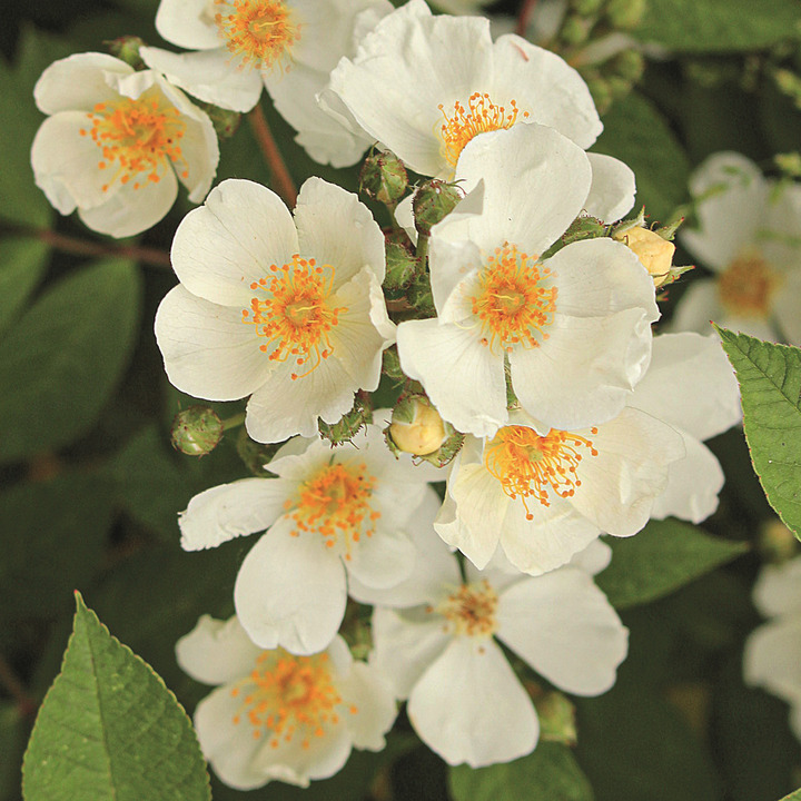 Rožė (R) (Lot Rosa (R)) 'Natura Siluetta' C5/P23 | ROŽĖS | KRŪMAI