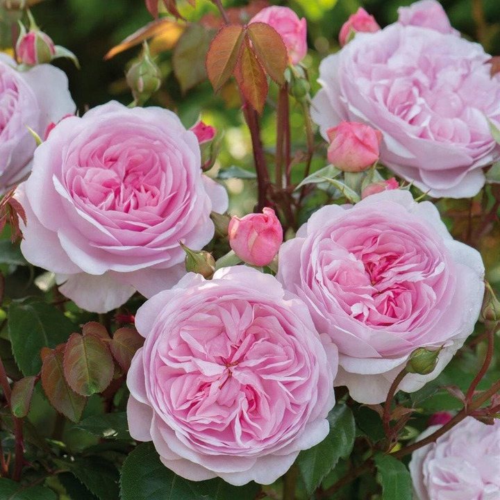 Rožė (H) (Lot Rosa (H)) 'Olivia Rose Austin' C5/P23 | ROŽĖS | KRŪMAI