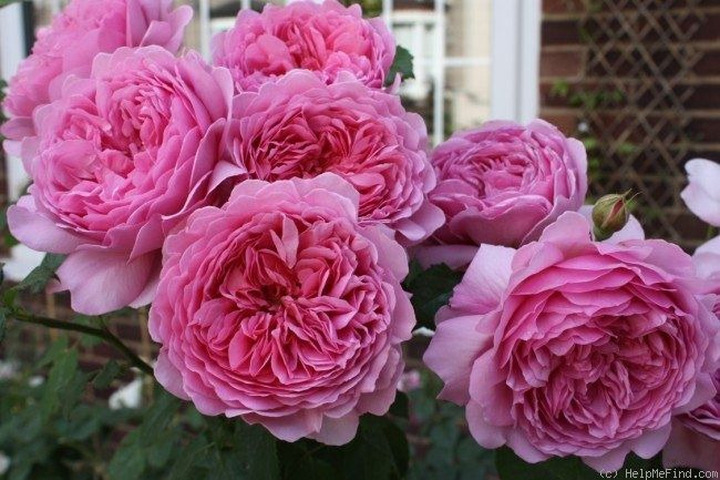 Rožė (Lot Rosa) 'Princess Alexandra of Kent' C5/P23 | ROŽĖS | KRŪMAI