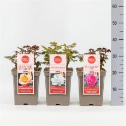 Rožė MIX (Lot Rosa) 'Parfuma' C3/P19 - nuotrauka 1