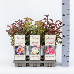 Rožė MIX (Lot Rosa) 'Parfuma' C3/P19 - nuotrauka 2