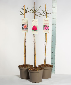 Rožė MIX (Lot Rosa) 'Parfuma' C7,5/P26 STIEBAS 90 CM - nuotrauka 1