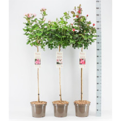 Rožė MIX (Lot Rosa) 'Parfuma' C7,5/P26 STIEBAS 90 CM - nuotrauka 2