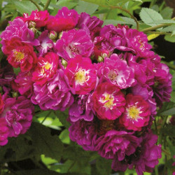 Rožė (Lot Rosa) 'Perrenial Blue' C5/P23 | ROŽĖS | KRŪMAI
