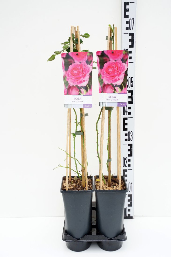 Rožė (K) (Lot Rosa (K)) 'Pink Climber' C2,5 70 CM 4 ST(SP) | ROŽĖS | KRŪMAI