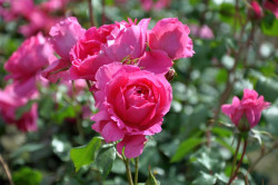 Rožė (K) (Lot Rosa (K)) 'Pink Cloud' C3/P19 | ROŽĖS | KRŪMAI