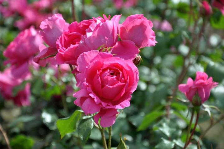 Rožė (K) (Lot Rosa (K)) 'Pink Cloud' C3/P19 | ROŽĖS | KRŪMAI