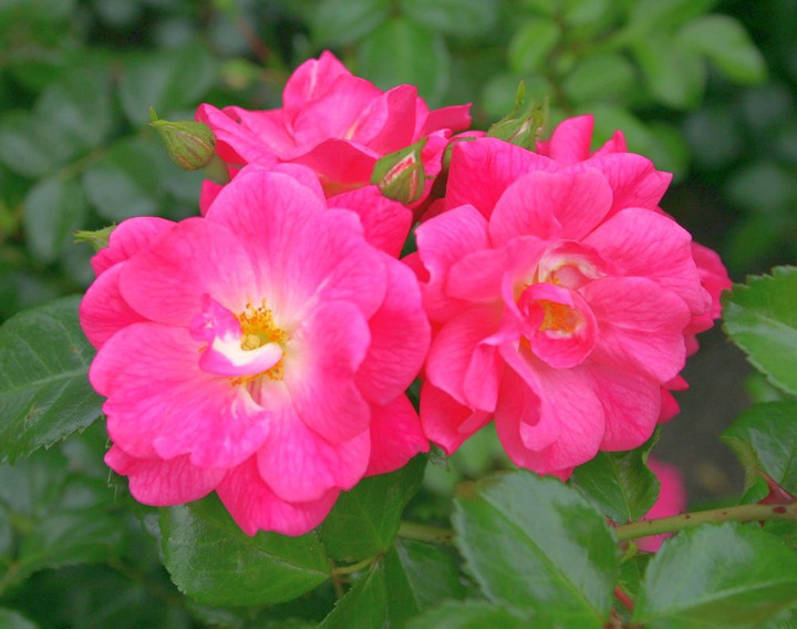 Rožė (H) Palmengarten Frankfurt (Lot Rosa (H) Palmengarten Frankfurt) C3/P19 | ROŽĖS | KRŪMAI