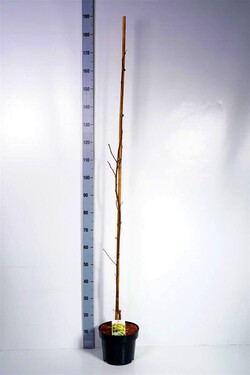 Robinija baltažiedė (Lot Robinia ps.) 'Frisia' C5/P23 125-150 CM