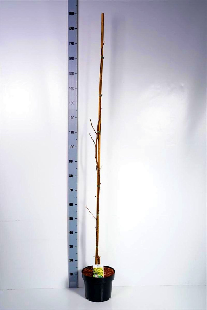 Robinija baltažiedė (Lot Robinia ps.) 'Frisia' C5/P23 125-150 CM