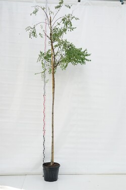 Robinija baltažiedė (Lot Robinia ps.) 'Frisia' C35 KAMIENO APIMTIS 10-12 CM STANDARD