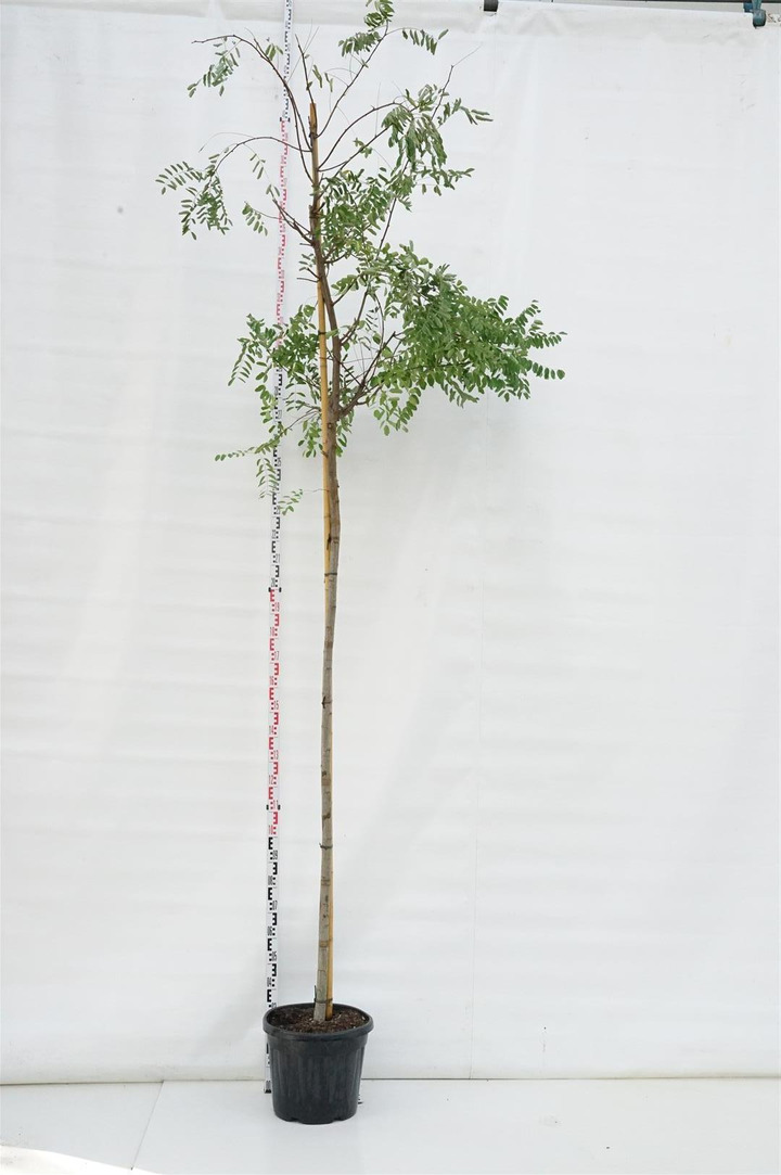 Robinija baltažiedė (Lot Robinia ps.) 'Frisia' C35 KAMIENO APIMTIS 10-12 CM STANDARD