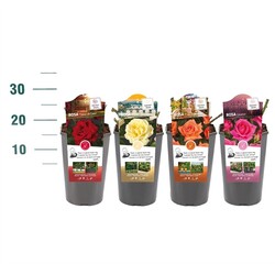 Rosa MIX (Lot Rosa price) C3 ROSESCONTAINER
