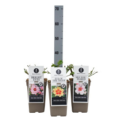 Rožė Persica MIX (Lot Rosa Persica)  C3/P19 - nuotrauka 2