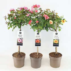 Rožė Persica MIX (Lot Rosa Persica) C6/P25 STIEBAS 60 CM - nuotrauka 2