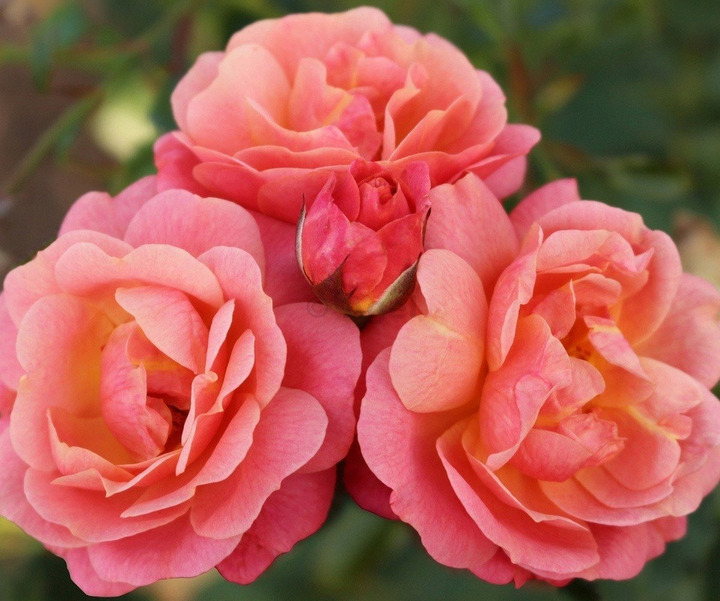 Rožė (Lot Rosa) 'Peach Melba' C3/P19 75/+ CM 3 STICK | ROŽĖS | KRŪMAI