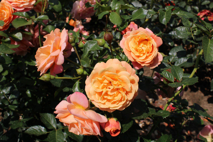 Rožė (Lot Rosa) 'Peach Melba' C5/P23 | ROŽĖS | KRŪMAI