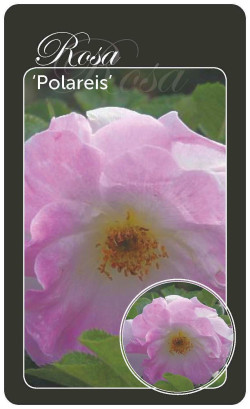 Rožė (H) (Lot Rosa (H))  BR