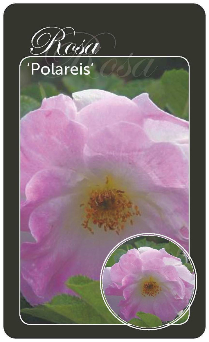 Rožė (H) (Lot Rosa (H))  BR