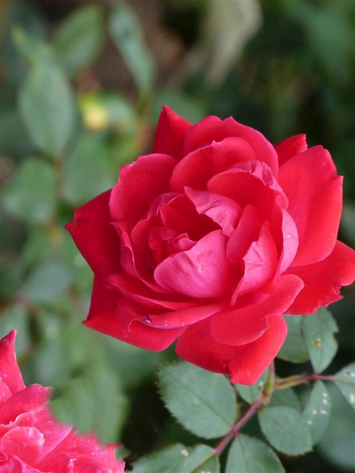 Rožė (K) (Lot Rosa (K)) 'Paul's Scarlet Climber' C3/P19 | ROŽĖS | KRŪMAI