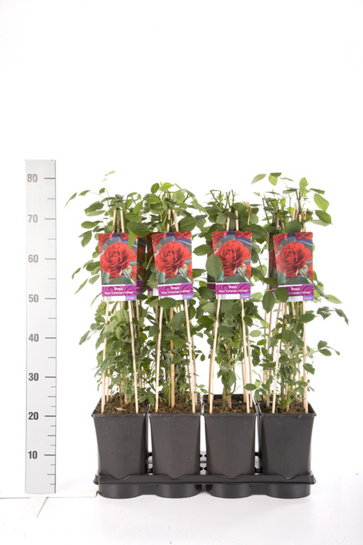 Rožė (K) (Lot Rosa (K)) 'Paul's Scarlet Climber' C2,5 70 CM 4 ST(SP) | ROŽĖS | KRŪMAI