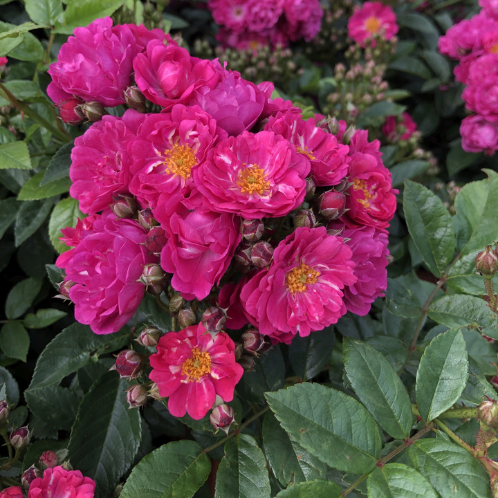 Rožė (R) (Lot Rosa (R)) 'Perfumy Siluetta' C5/P23 | ROŽĖS | KRŪMAI