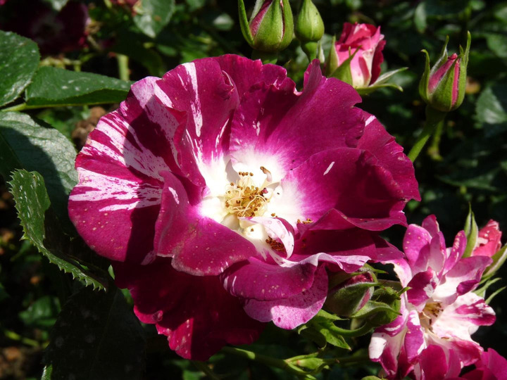 Rožė (Lot Rosa) 'Purple Splash' C3/P19 | ROŽĖS | KRŪMAI
