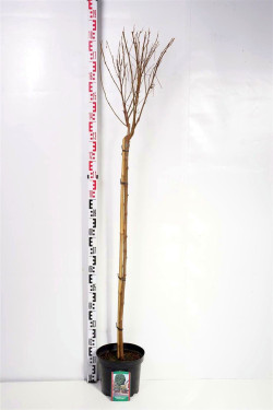 Robinija baltažiedė (Lot Robinia ps.) 'Umbraculifera' C10 KOTAS 120 CM | ROBINIJOS | MEDŽIAI