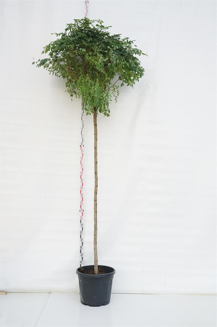 Robinija baltažiedė (Lot Robinia ps.) 'Umbraculifera' C50 STIEBAS 220 CM KAMIENO APIMTIS 12-14 CM