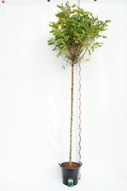 Robinija baltažiedė (Lot Robinia ps.) 'Umbraculifera' C35 STIEBAS 225 CM KAMIENO APIMTIS 10-12 CM