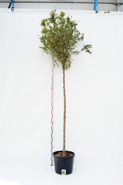 Robinija baltažiedė (Lot Robinia ps.) 'Umbraculifera' C70 KAMIENO APIMTIS 16-18 CM STANDARD