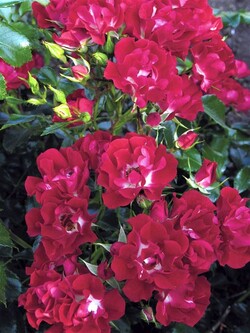 Rožė (Lot Rosa) 'Rambling Rosie' C7,5/P26