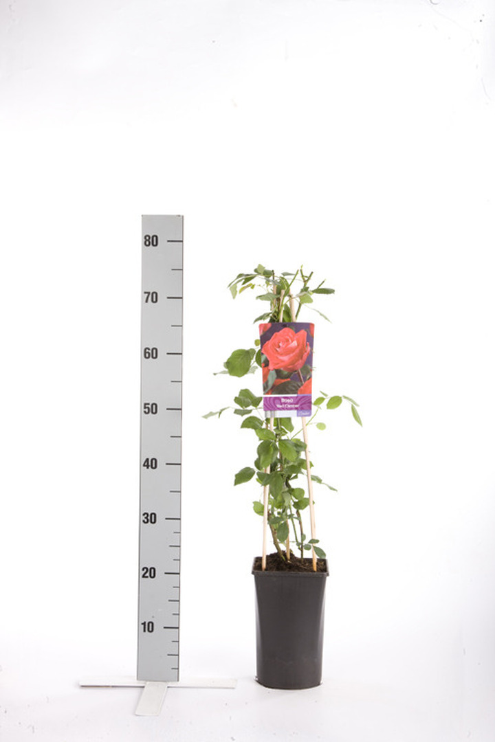 Rožė (K) (Lot Rosa (K)) 'Red Climber' C2,5 70 CM 4 ST(SP)