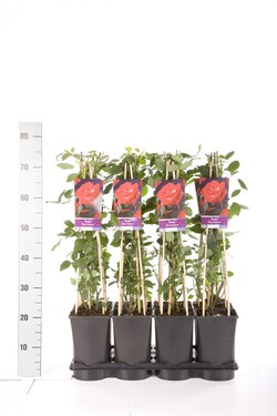Rožė (K) (Lot Rosa (K)) 'Red Climber' C2,5 70 CM 4 ST(SP) - nuotrauka 2