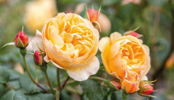 Rožė (Lot Rosa) 'Roald Dahl' C3/P19 | ROŽĖS | KRŪMAI