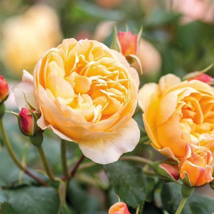 Rožė (Lot Rosa) 'Roald Dahl' C5/P23 | ROŽĖS | KRŪMAI