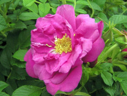 Rožė (R) (Lot Rosa (R)) 'Rotes Meer' C3/P19 | ROŽĖS | KRŪMAI