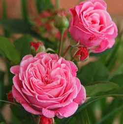 Rožė (F) (Lot Rosa (F)) 'Rosengr. Marie Henriette' C5/P23 | ROŽĖS | KRŪMAI
