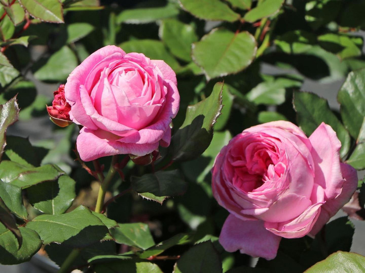 Rožė (F) (Lot Rosa (F)) 'Rosengr. Marie Henriette' C7,5/P26 STIEBAS 90 CM | ROŽĖS | KRŪMAI