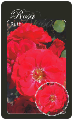 Rožė (T) (Lot Rosa (T)) 'Ruth' BR