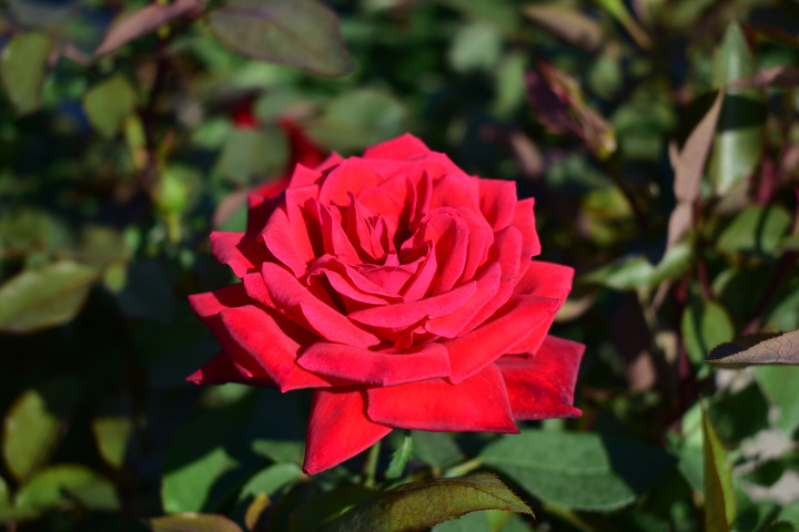 Rožė (T) (Lot Rosa (T)) 'Ruby Wedding' C3/P19 | ROŽĖS | KRŪMAI