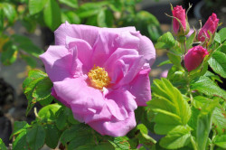 Rožė (R) (Lot Rosa (R)) 'Rosa Zwerg' C3/P19 | ROŽĖS | KRŪMAI