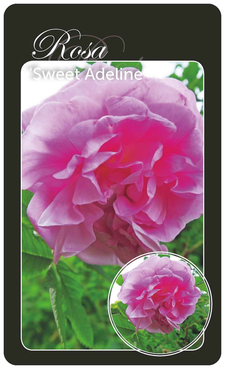 Rožė (T) (Lot Rosa (T)) 'Sweet Adeline' BR