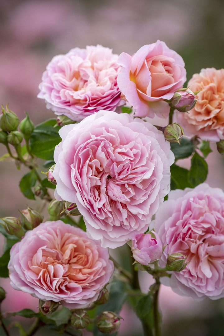 Rožė (Lot Rosa) 'Eustacia Vye' C5/P23 | ROŽĖS | KRŪMAI