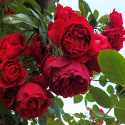 Rožė (Lot Rosa) 'Florentina' C3/P19 | ROŽĖS | KRŪMAI