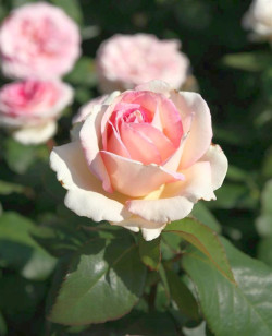 Rožė (Lot Rosa) 'Souvenir de Baden-Baden' C3/P19 | ROŽĖS | KRŪMAI