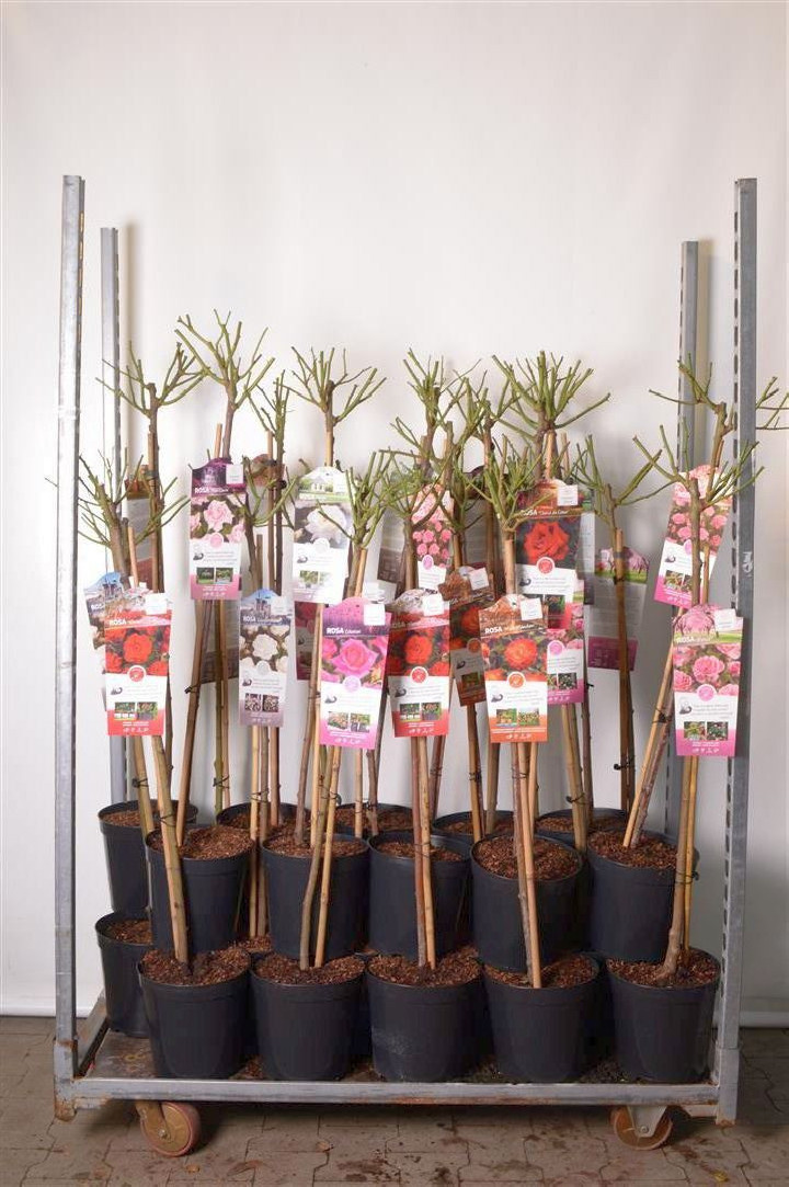 Rožė Mix Stem Basic Collection (Lot Rosa Mix Stem Basic Collection) C5,5/TB24 KOTAS 90 CM | ROŽĖS | KRŪMAI