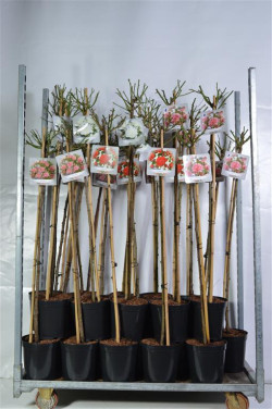 Rožė MIX (Lot Rosa Mix)  C5,5/TB24 STIEBAS 110 CM - nuotrauka 1