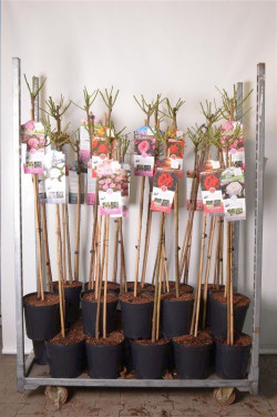 Rožė MIX (Lot Rosa Mix)  C5,5/TB24 STIEBAS 110 CM - nuotrauka 2
